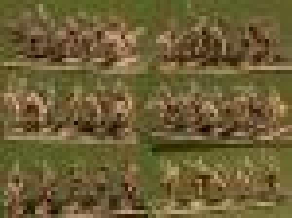 Mounted Plans warrors